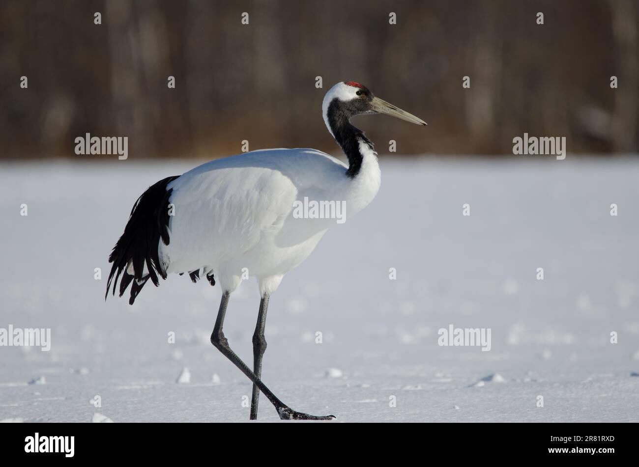 Rotkranich Grus japonensis. Akan International Crane Center. Kushiro. Hokkaido. Japan. Stockfoto