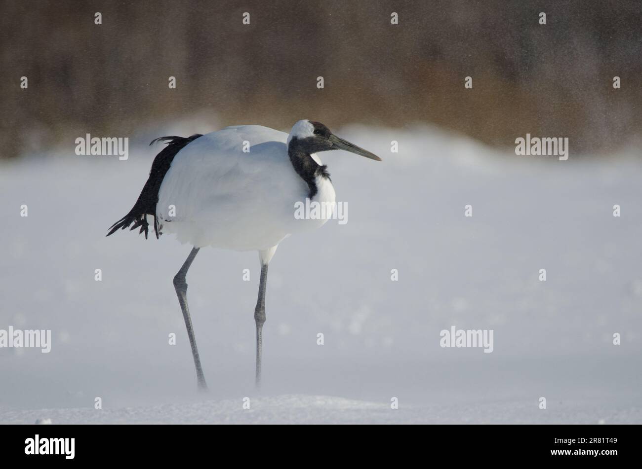 Rotkranich Grus japonensis während eines Schneesturms. Akan International Crane Center. Kushiro. Hokkaido. Japan. Stockfoto