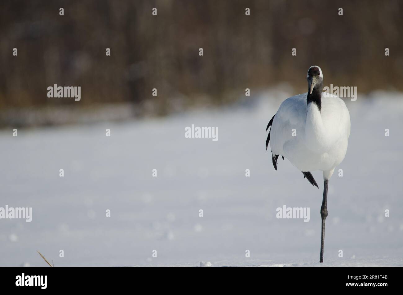 Rotkranich Grus japonensis ruht. Akan International Crane Center. Kushiro. Hokkaido. Japan. Stockfoto