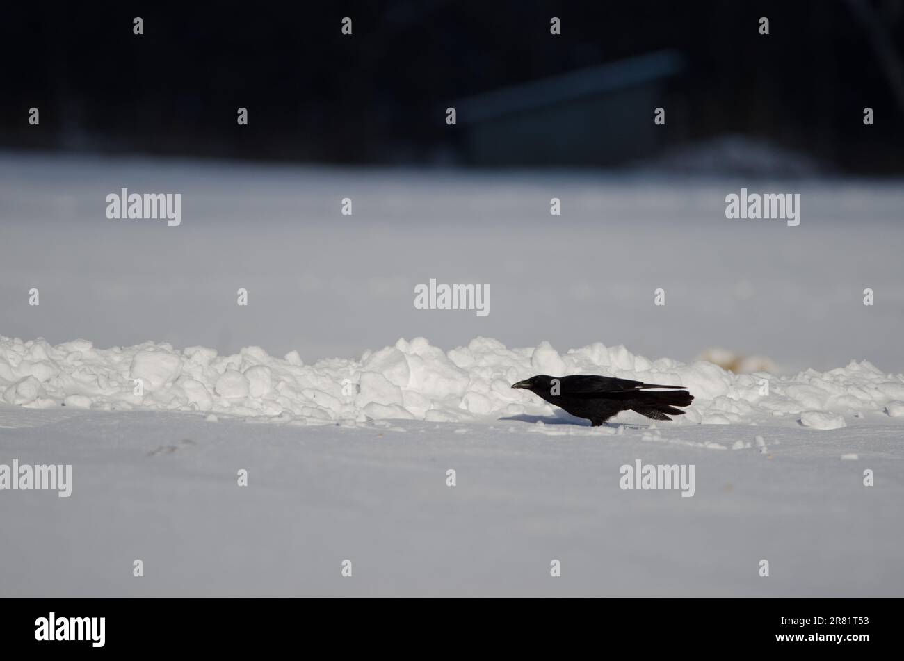 Die östliche Aaskrähe Corvus Corone orientalis bereitet sich auf den Flug auf einer schneebedeckten Wiese vor. Kushiro. Hokkaido. Japan. Stockfoto
