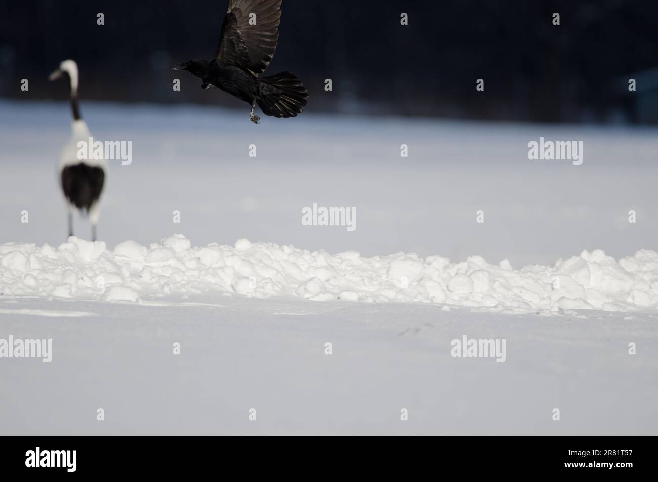 Östliche Aaskrähe Corvus corone orientalis im Flug und roter Kranich im Hintergrund links. Kushiro. Hokkaido. Japan. Stockfoto