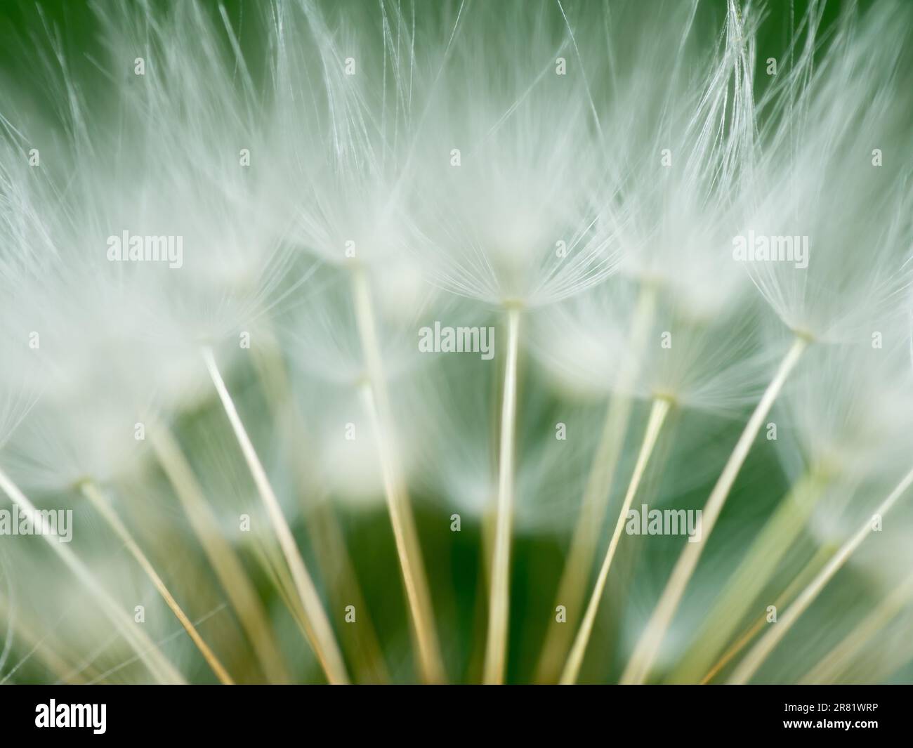 Mit seiner pulsierenden Eleganz, der Kunstfertigkeit der Natur, wird sie in exquisiten Makrodetails festgehalten Stockfoto