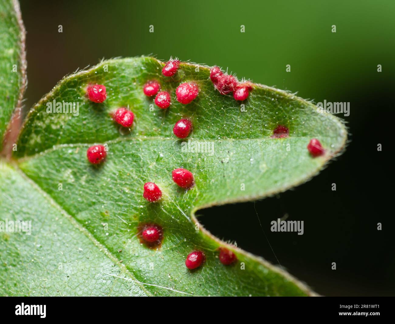 Mit seiner pulsierenden Eleganz, der Kunstfertigkeit der Natur, wird sie in exquisiten Makrodetails festgehalten Stockfoto