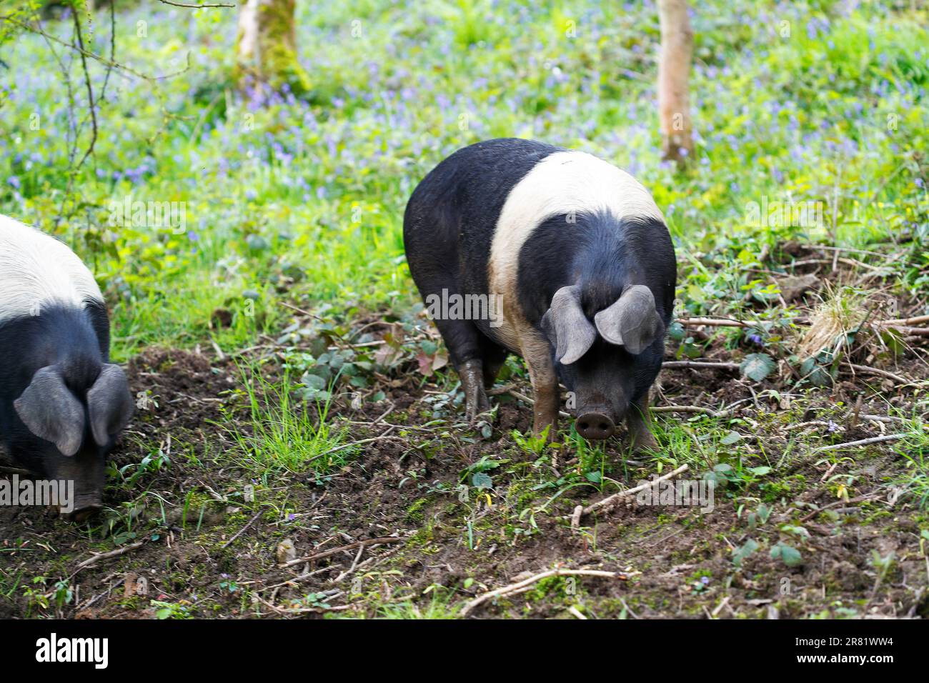 Der britische Saddleback (Sus scrofa domesticus) ist eine moderne britische Hausschweinrasse. Stockfoto