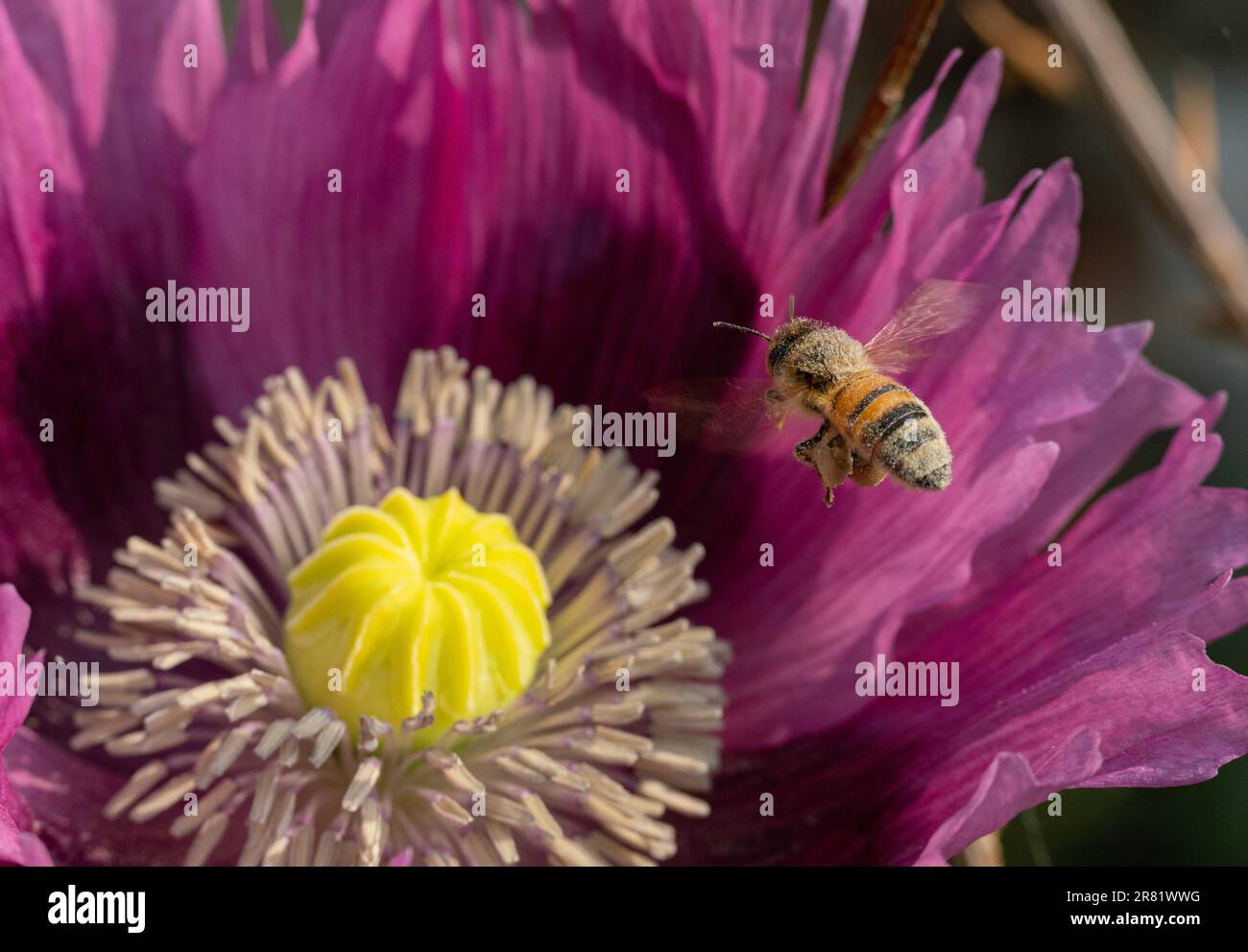 Bienen, die sich von Pollen aus atemberaubenden Mohnblumenköpfen ernähren Stockfoto