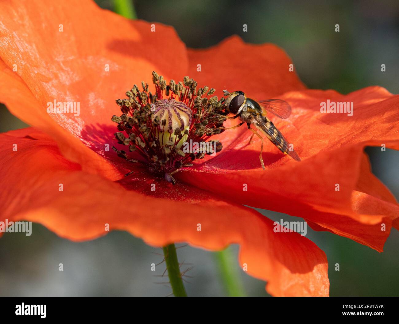 Bienen, die sich von Pollen aus atemberaubenden Mohnblumenköpfen ernähren Stockfoto