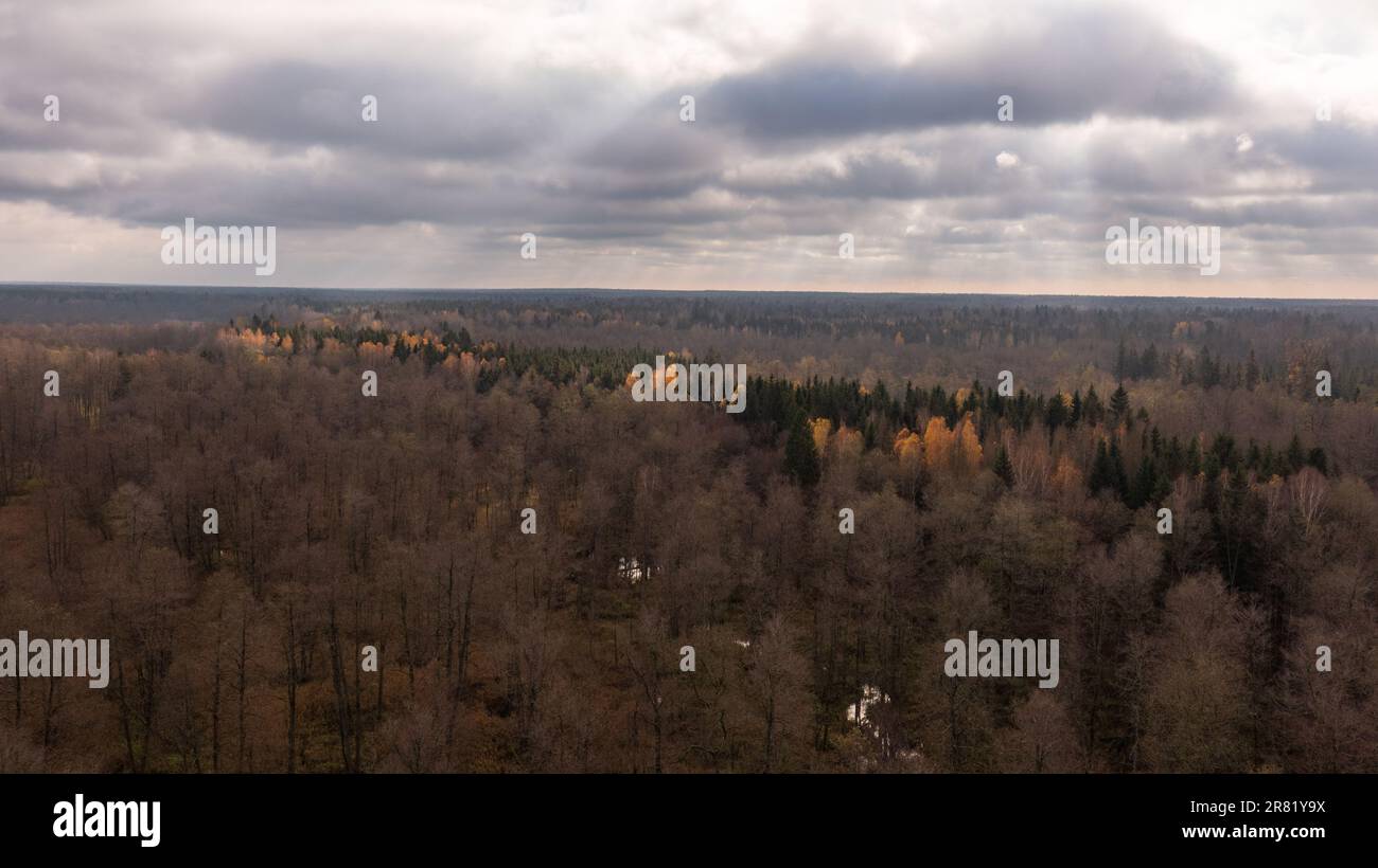 Polnischer Teil des Waldes von Bialowieza südlich von Hajnowka mit entfernter Flussansicht, Woiwodschaft Podlachie, Polen, Europa Stockfoto
