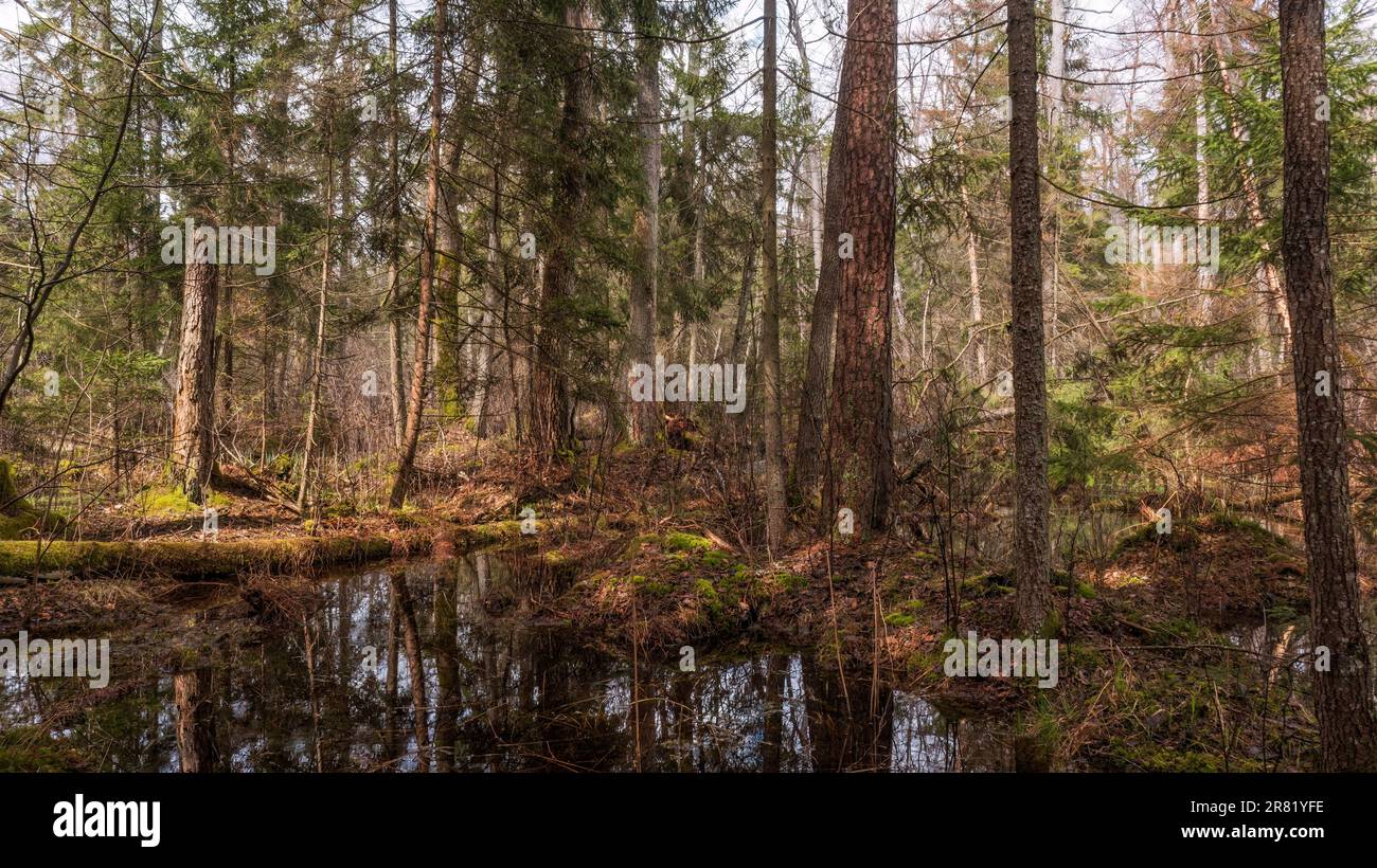 Swapy Waldstand mit gebrochenen Bäumen und stehenden Wasser um, Bialowieza Wald, Polen, Europa Stockfoto