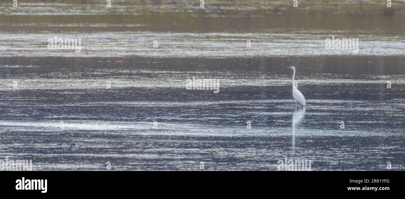 Einsamer Großreiher (Ardea alba) im Frühlingswasser, Woiwodschaft Podlaskie. Polen, Europa Stockfoto