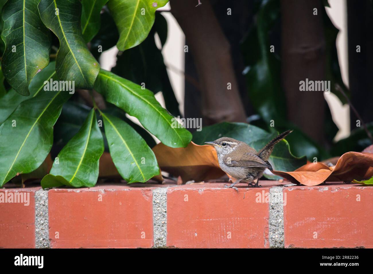 Bewick's Wren Thryomanes bewickii in einem südkalifornischen Garten. Stockfoto