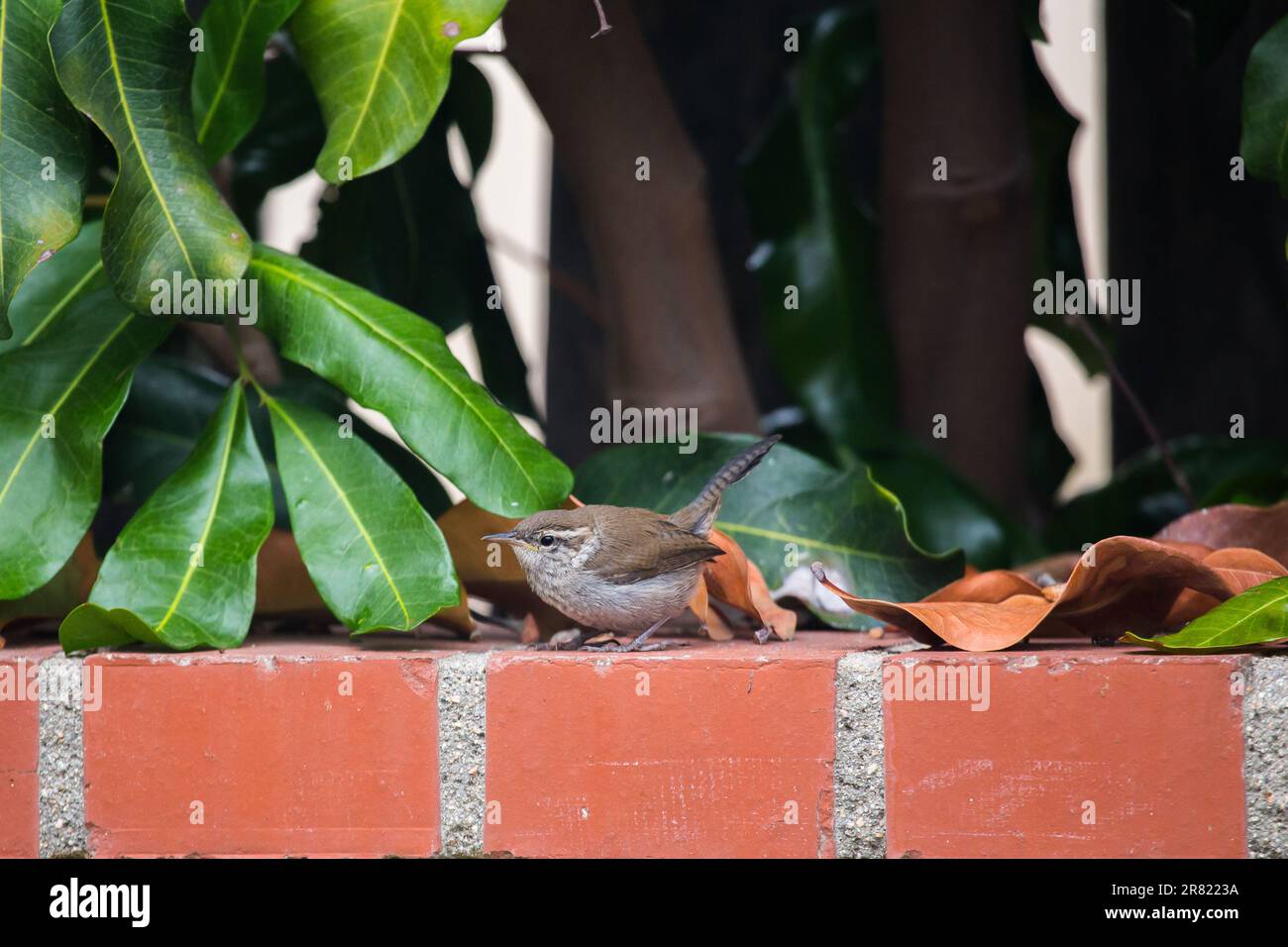Bewick's Wren Thryomanes bewickii in einem südkalifornischen Garten. Stockfoto
