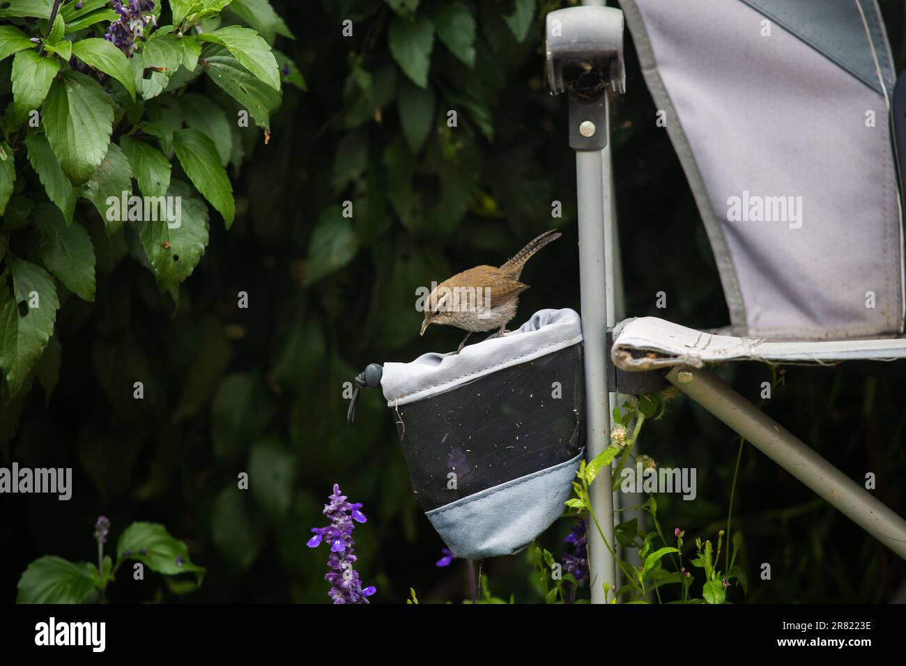 Bewick's Wren Thryomanes bewickii in einem südkalifornischen Garten. Stockfoto
