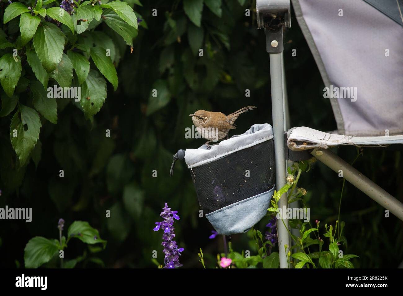 Bewick's Wren Thryomanes bewickii in einem südkalifornischen Garten. Stockfoto