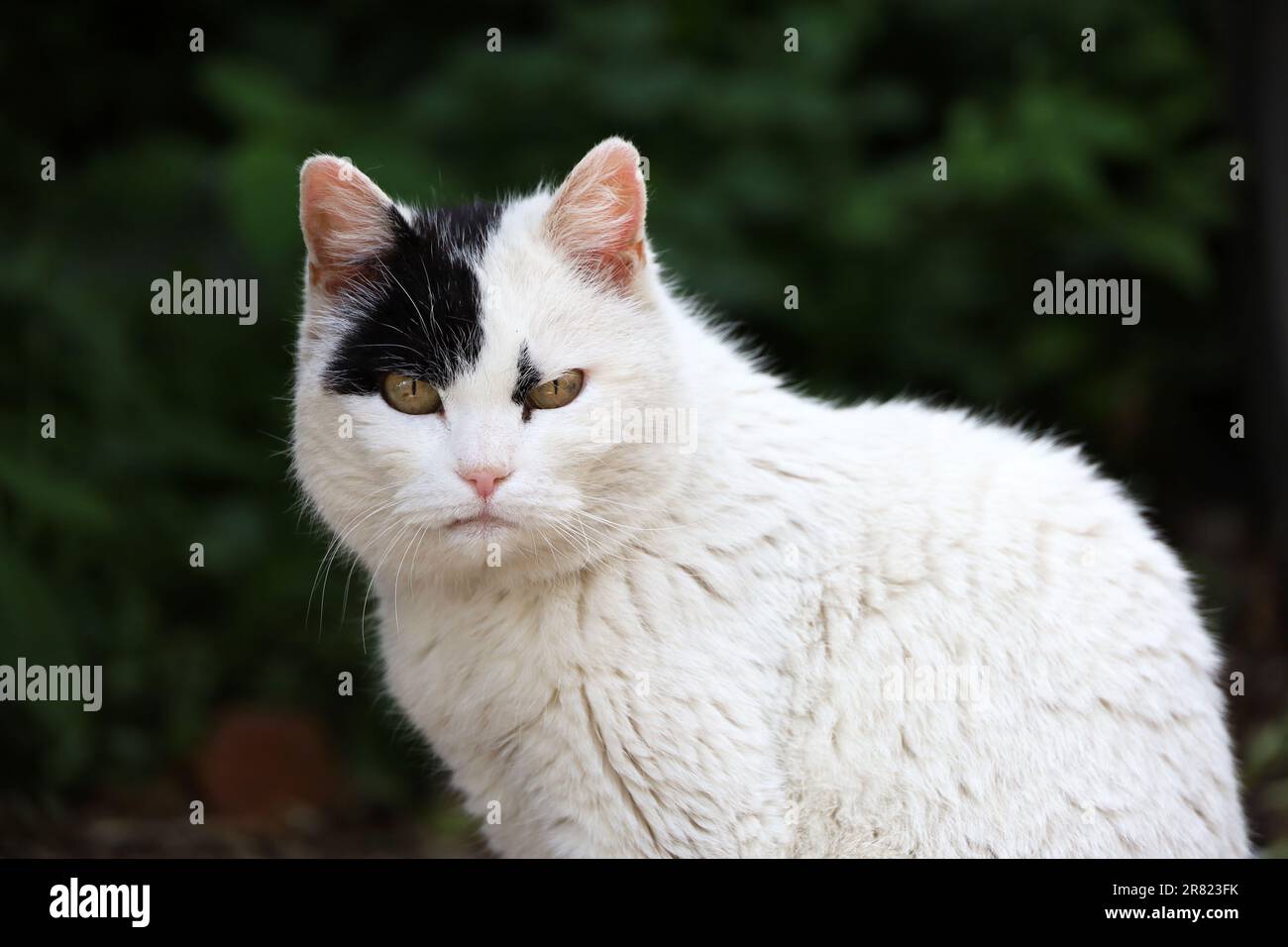 Weiße Katze mit einem schwarzen Fleck im Gesicht, sitzt auf der Sommerstraße und sieht wütend in die Kamera Stockfoto