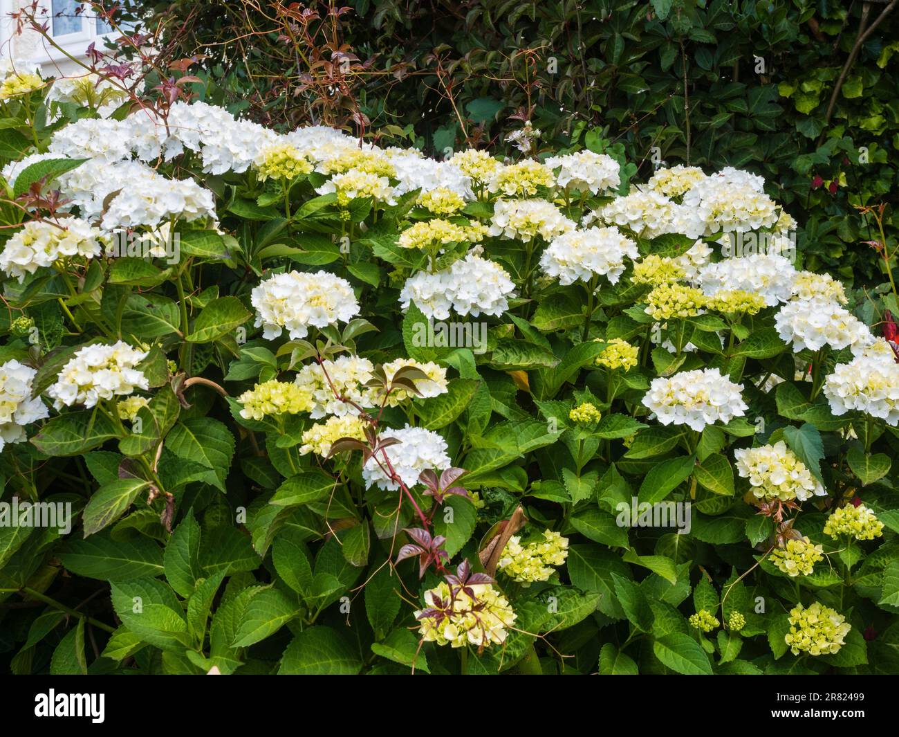 Weiße Mopkopfblüten des harten, wiederkehrenden blühenden Gartenstrauchs, Hydrangea macrophylla „Madame Emile Mouillère“ Stockfoto