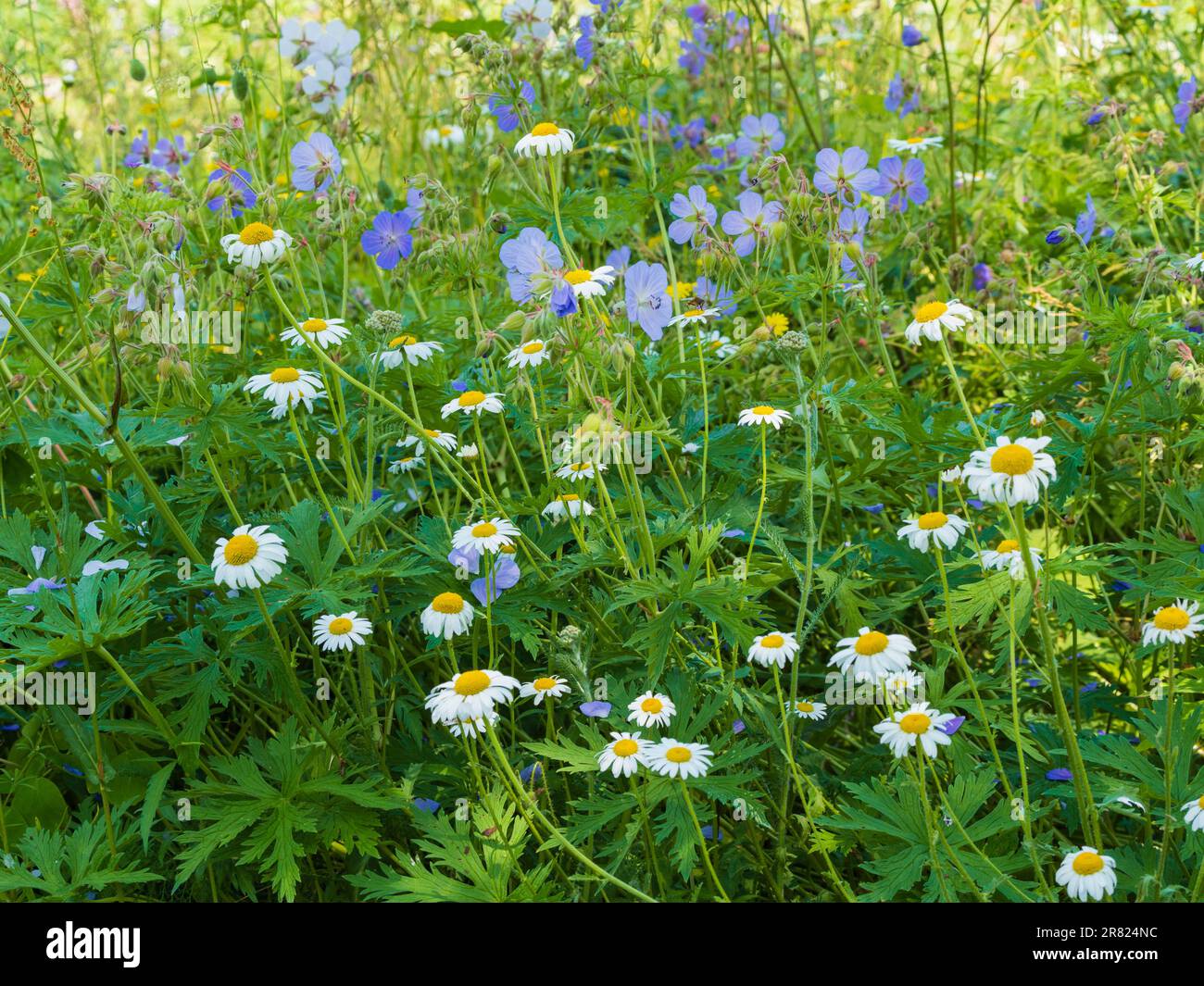 Cottage Garden Frühsommer-Kombination aus Mayweed, Anthemis arvensis und Wiesenschnabelbaum, Geranium pratense Stockfoto