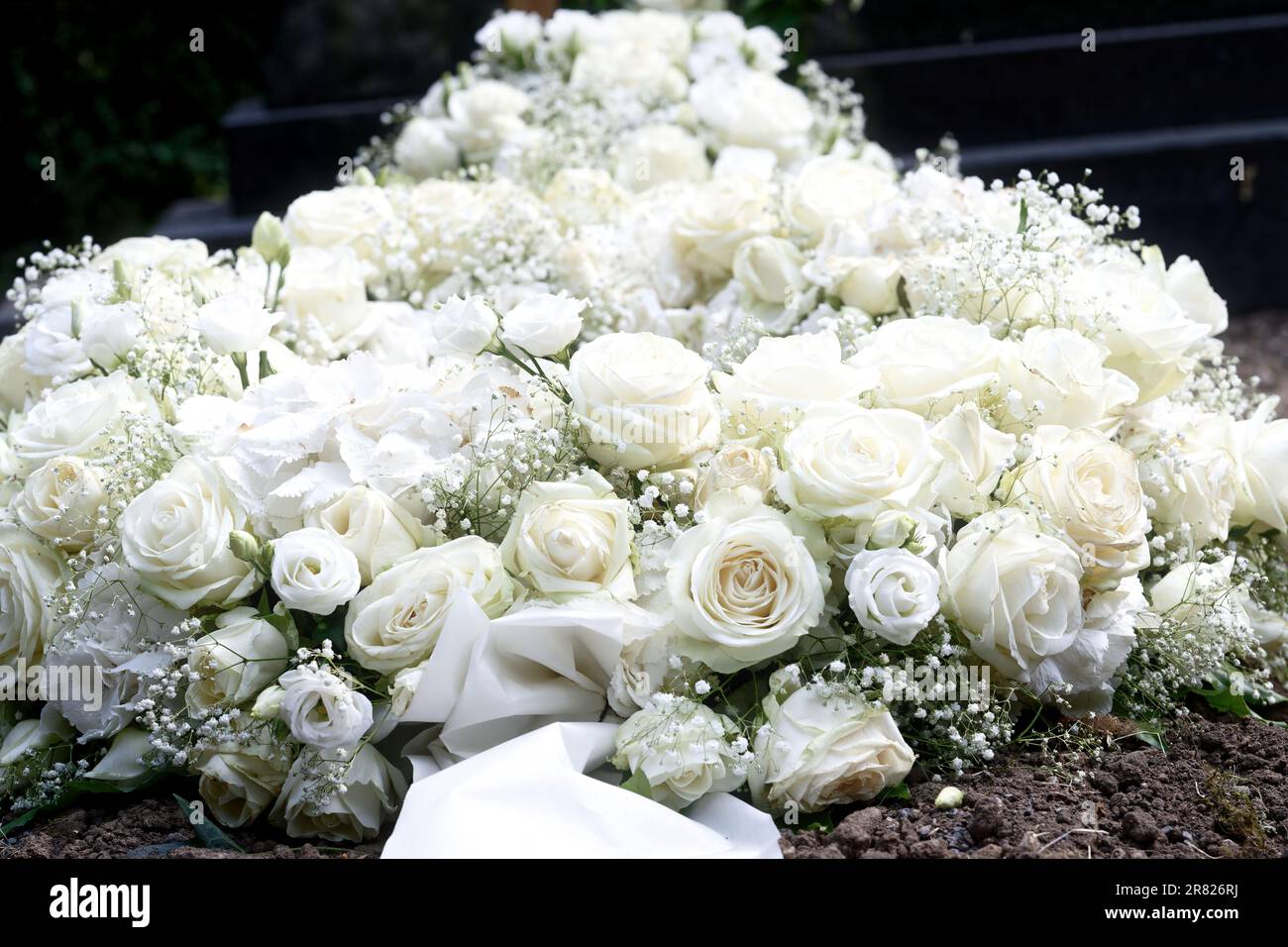 Viele weiße Rosen mit Zigeunern auf einem Grab nach einer Beerdigung Stockfoto