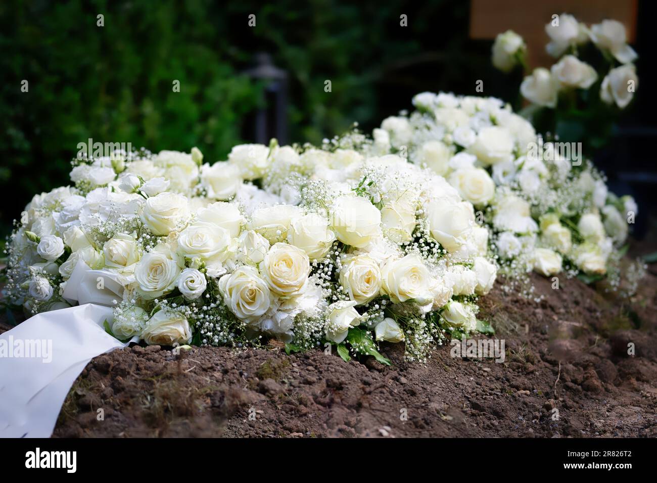 Viele weiße Rosen mit Zigeunern auf einem Grab nach einer Beerdigung Stockfoto