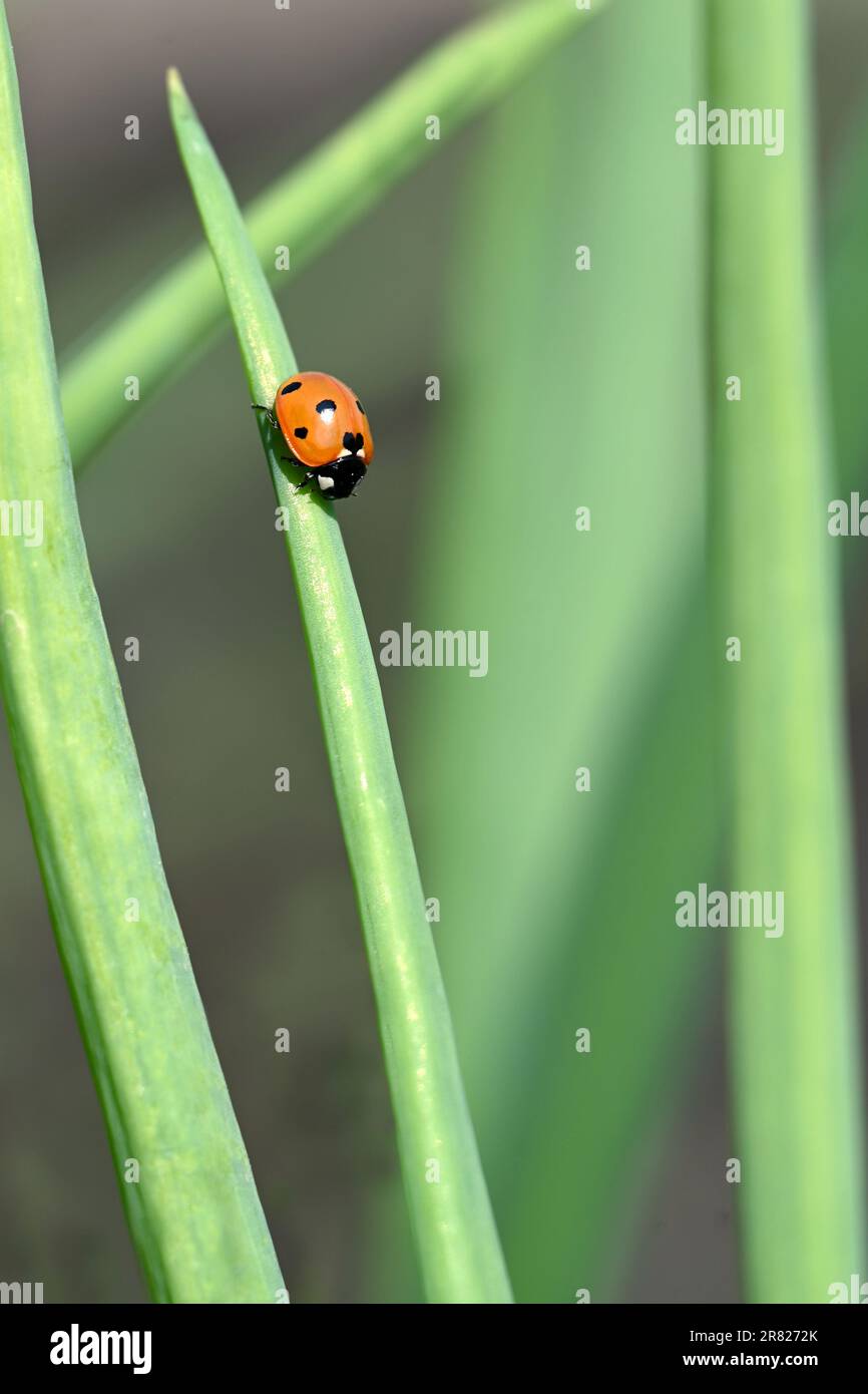 Marienkäfer (Marienkäfer) auf einem Zwiebelblatt mit natürlichem Hintergrund im vertikalen Format Stockfoto