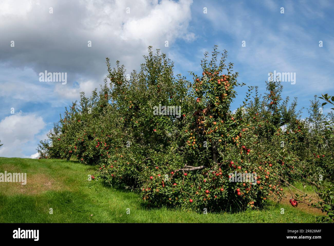 Dellwood, Minnesota. Apfelplantage an einem wunderschönen sonnigen Tag. Stockfoto