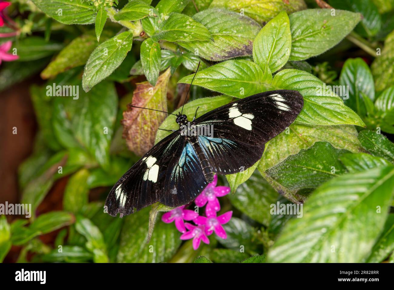 Mackinac Island, Michigan. Schmetterlingshaus. Draufsicht auf Doris Longwing-Schmetterling (Laparus doris, Heliconius doris). Stockfoto