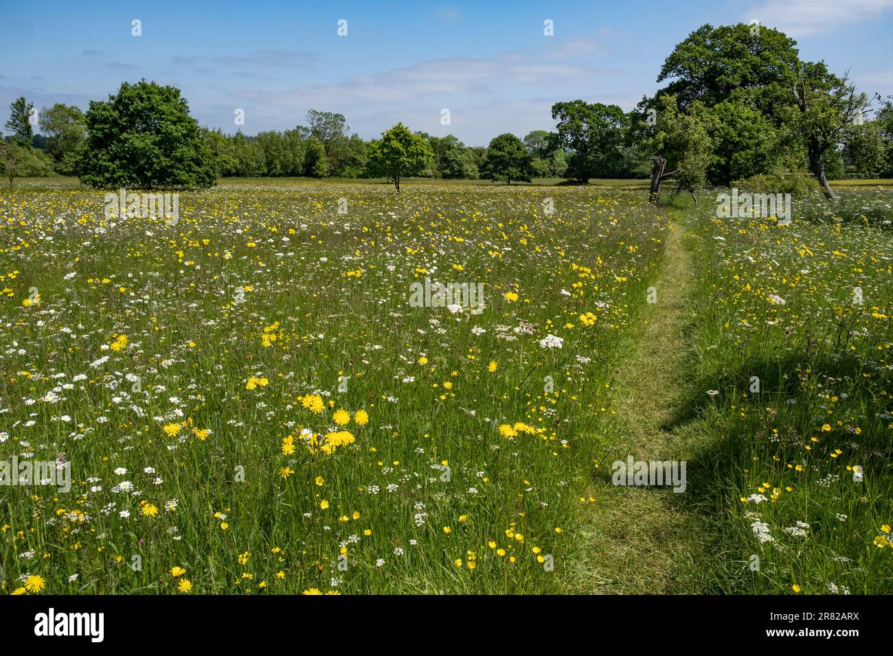 Ein schmaler Fußweg führt durch eine wilde Blumenwiese in Worcestershire, England. Stockfoto