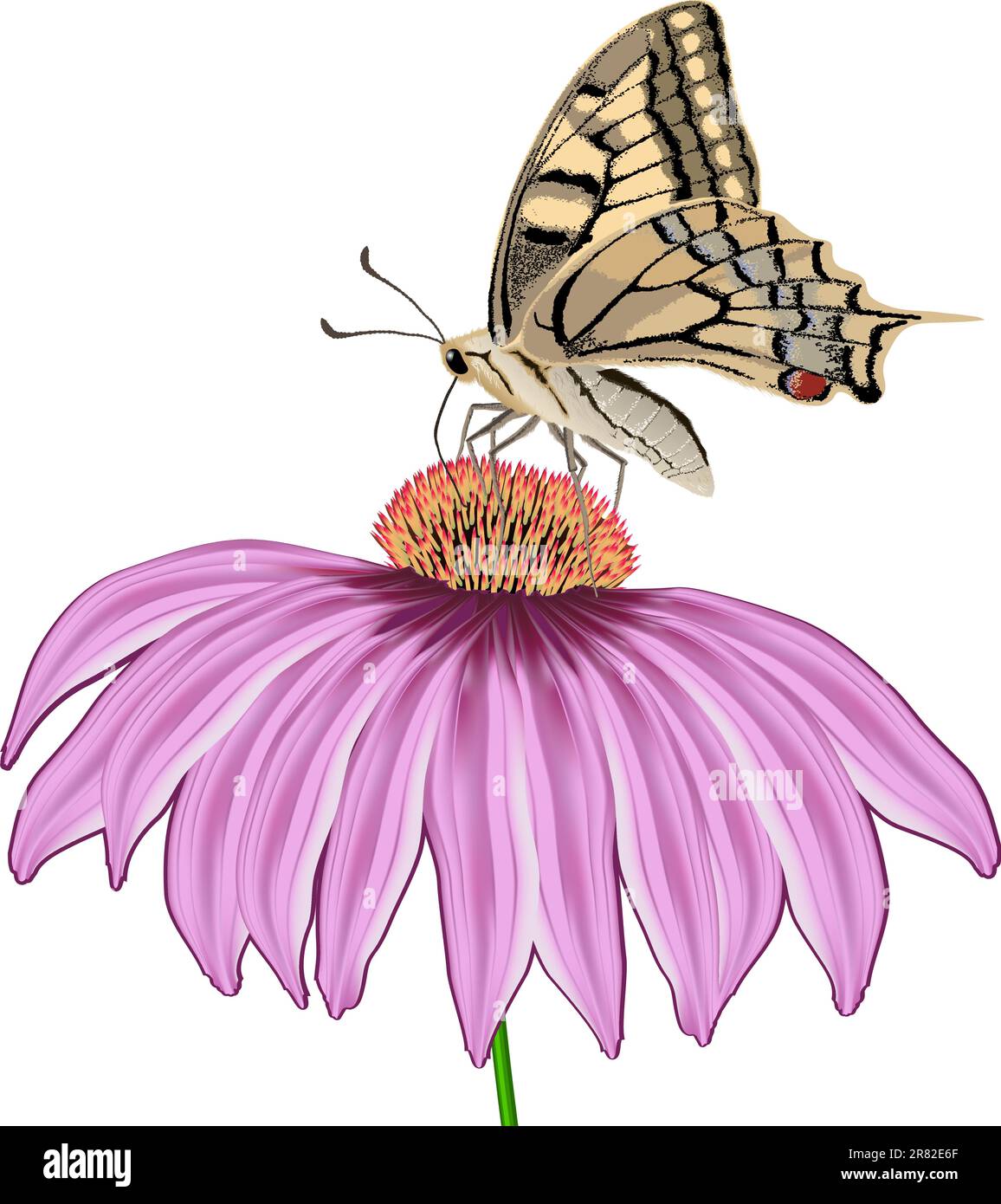 Schmetterling auf einer Blume Echinacea isoliert auf Weiß Stock Vektor
