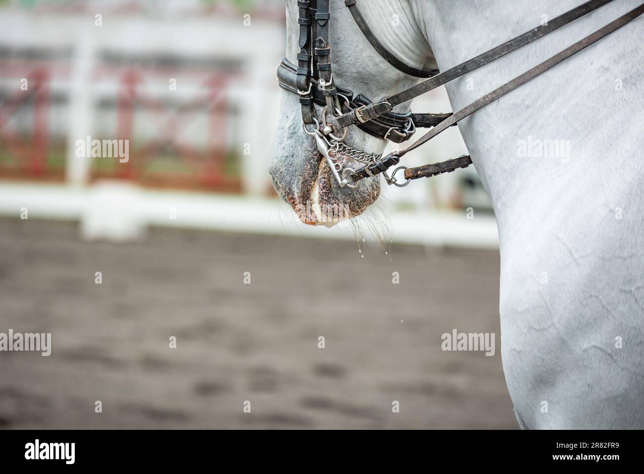 Weißes Pferd beim Dressurwettbewerb, Zauber, Sattel und Reiter. Stockfoto