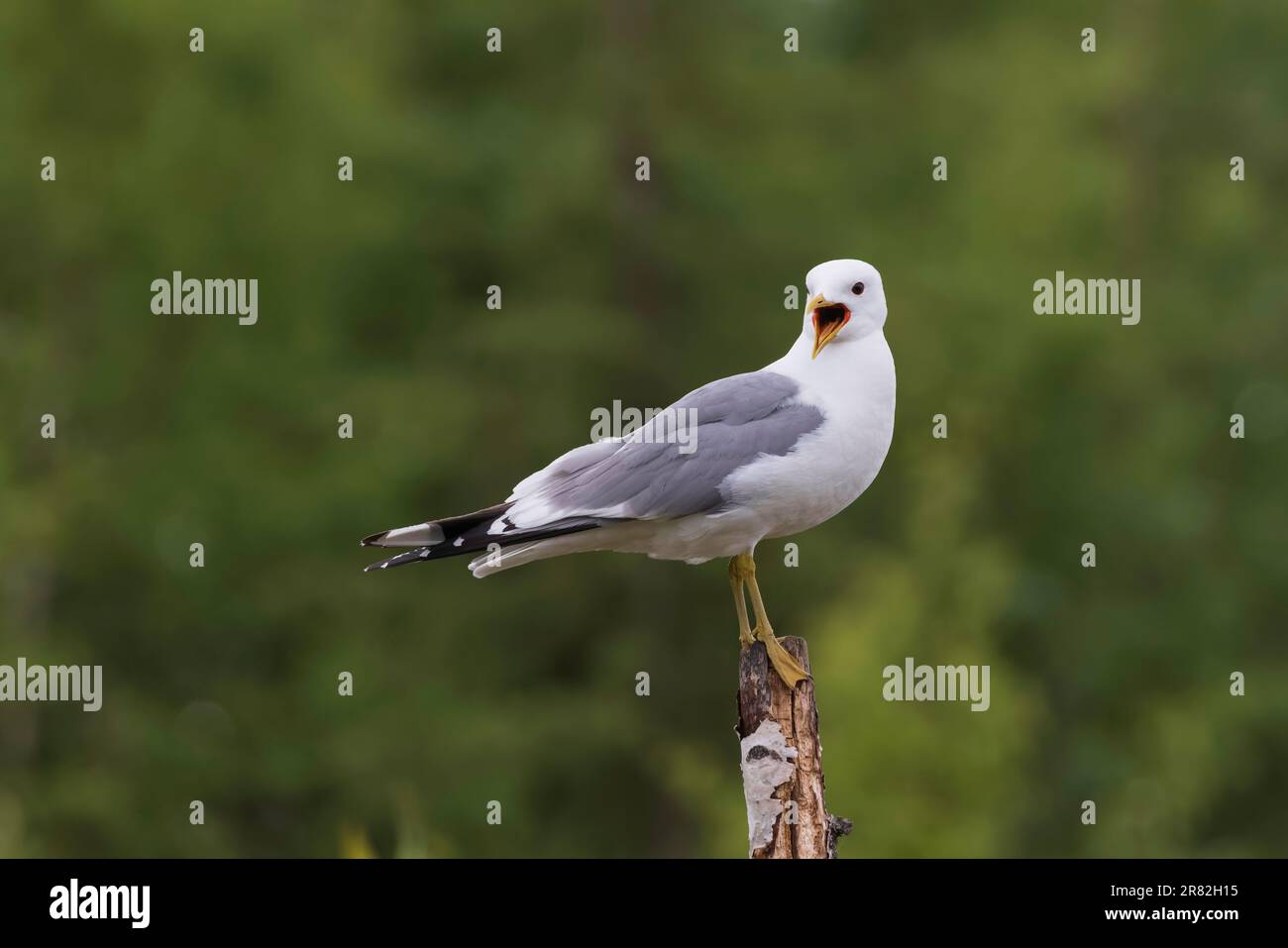 Frühlingsmöwe in Alaska zur Fortpflanzung Stockfoto