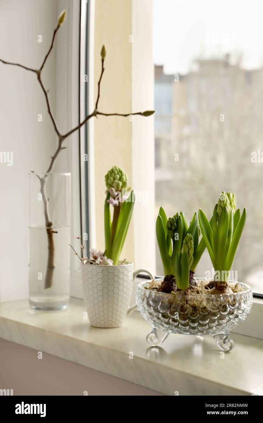 Wunderschöne bulbusförmige Pflanzen auf Fensterbank drinnen. Frühling Stockfoto