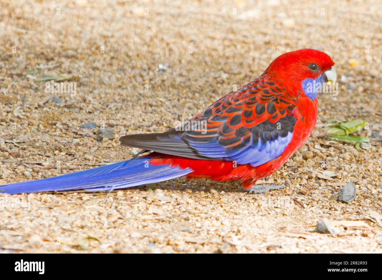 Atemberaubender lebendiger roter Papagei, Crimson rosella, Platycercus elegans, die sich auf dem Boden im Stadtpark Australiens ernähren Stockfoto