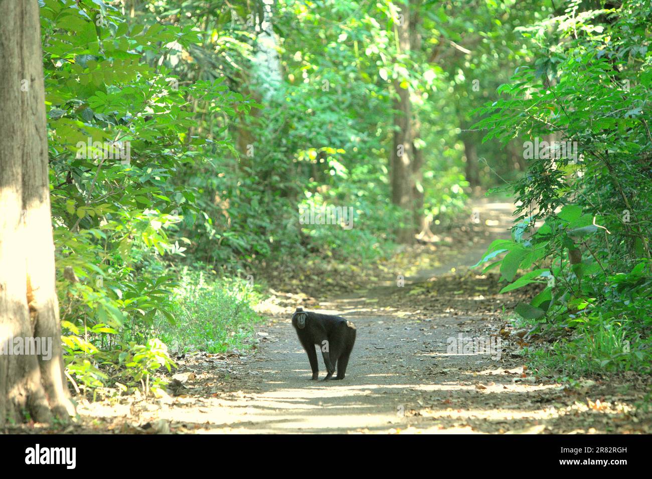 Eine Sulawesi-Schwarzkammmakake (Macaca nigra) auf einer Straße innerhalb des Gebiets von Taman Wisata Alam Batuputih (Naturpark Batuputih), in der Nähe des Naturschutzgebiets Tangkoko in North Sulawesi, Indonesien. Der endemische Makake hat einen relativ sicheren Lebensraum im geschützten Park. Eine Datenbank der Oxford Brookes University und Experten aus der ganzen Welt hat jedoch die tödlichen Folgen von Straßen-, Verkehrs- und Eisenbahnnetzen für Primaten weltweit aufgedeckt. Stockfoto