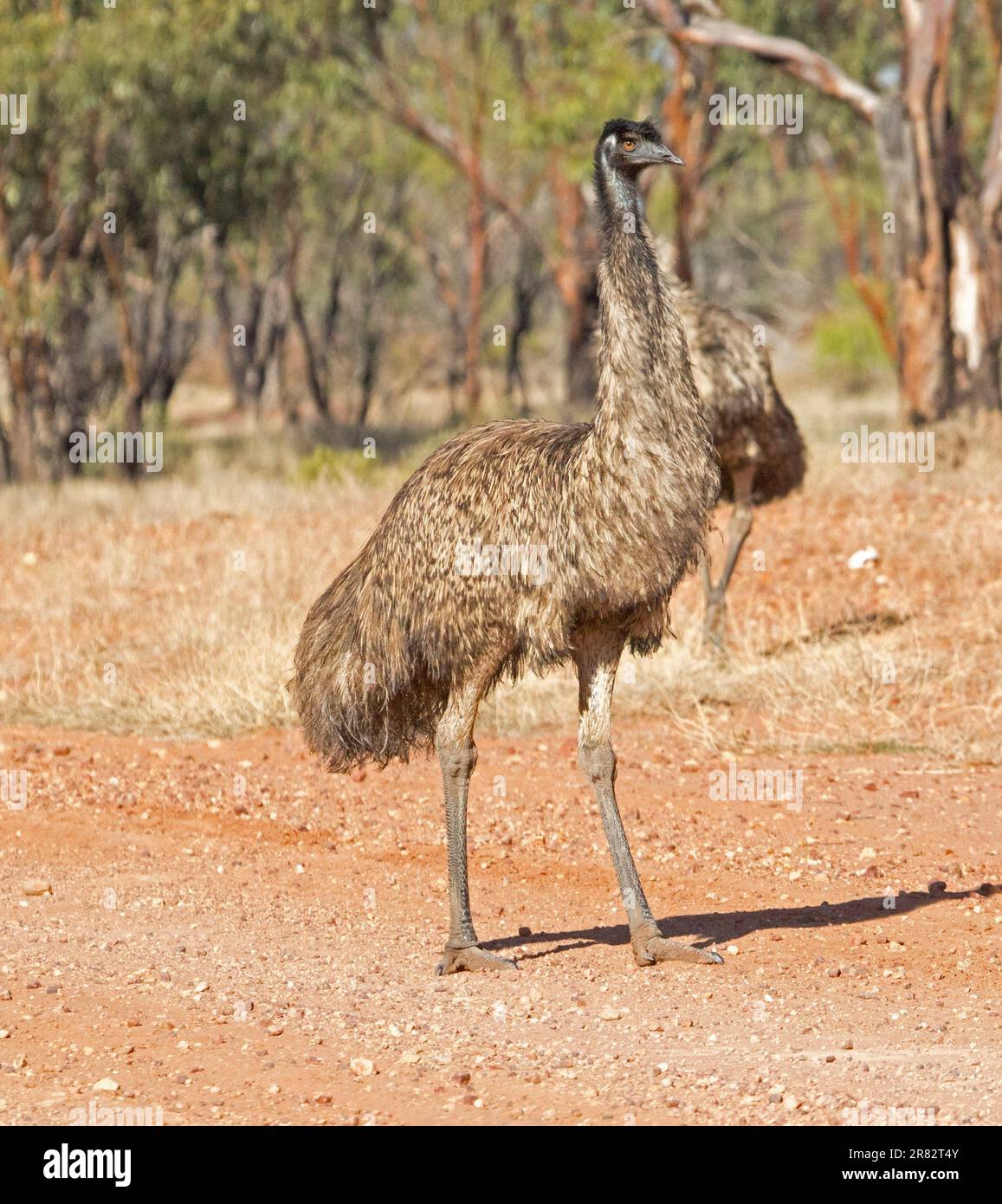 Emu, Dromaius novaehollandiae, auf rotem Boden der Outback Road, beseelt einheimische Bäume in NSW Australien Stockfoto