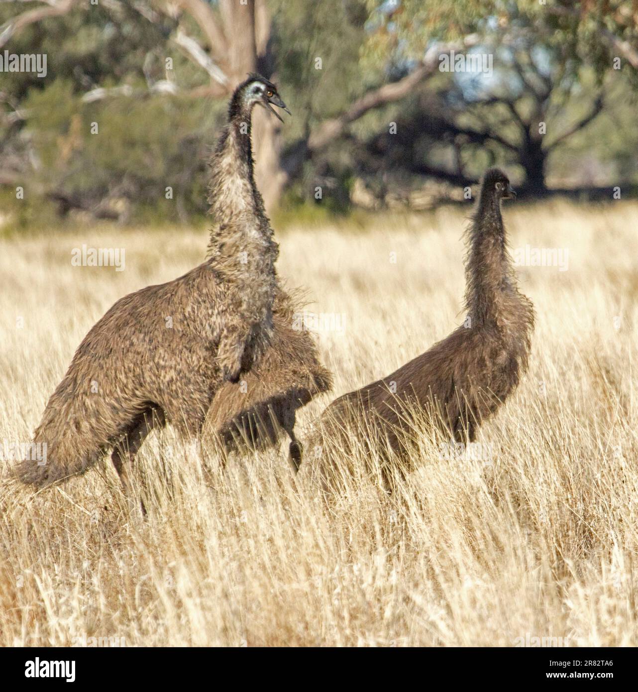 Männlicher emu, Dromaius novaehollandiae, zeigt Aggression gegen seine beiden großen Küken, zwischen langen trockenen Gräsern im Outback NSW Australien Stockfoto