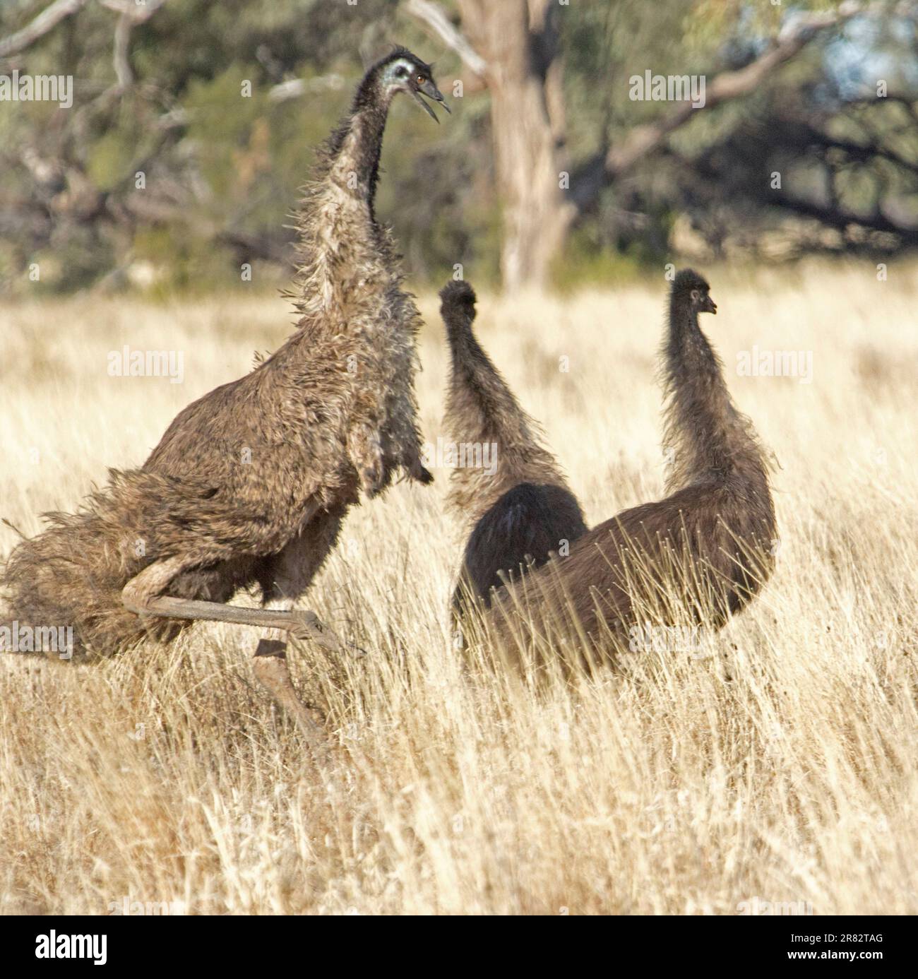 Männlicher emu, Dromaius novaehollandiae, zeigt Aggression gegen seine beiden großen Küken, zwischen langen trockenen Gräsern im Outback NSW Australien Stockfoto