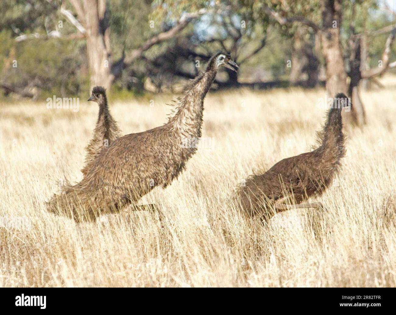 Männliche emu, Dromaius novaehollandiae, zeigt Aggression gegen eine von zwei großen Küken, zwischen langen trockenen Gräsern im Outback NSW Australien Stockfoto