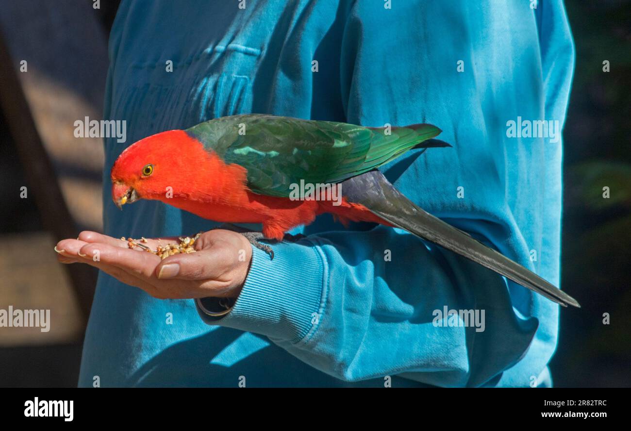Atemberaubender rot-grüner männlicher Königspagat Alisterus scapularis isst Samen von einer Person Hand in einem Stadtpark in Australien Stockfoto