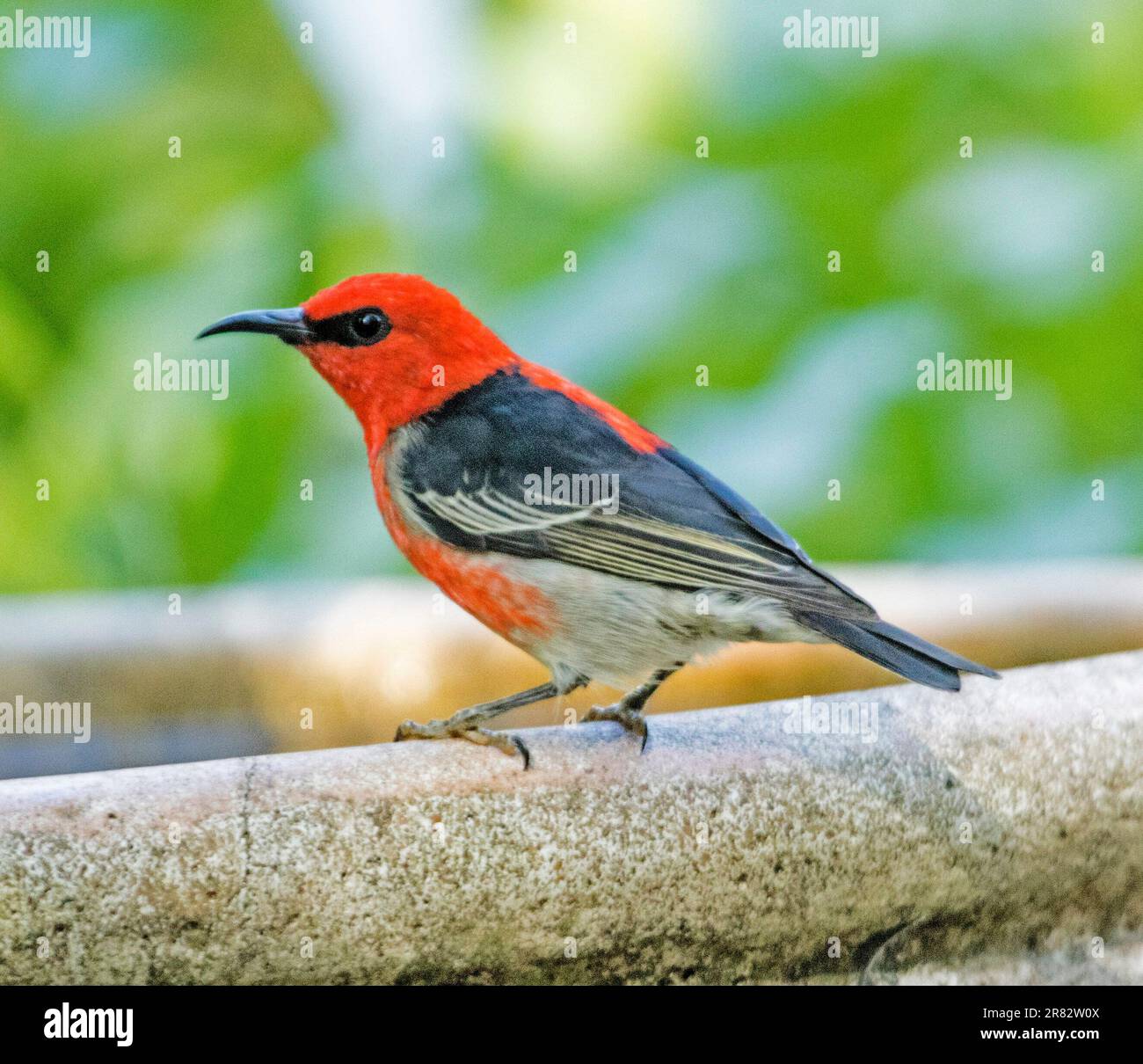 Männlicher australischer Scarlet Honeyeater, Myzomela sanguinolenta in einem Garten Vogelbad Stockfoto