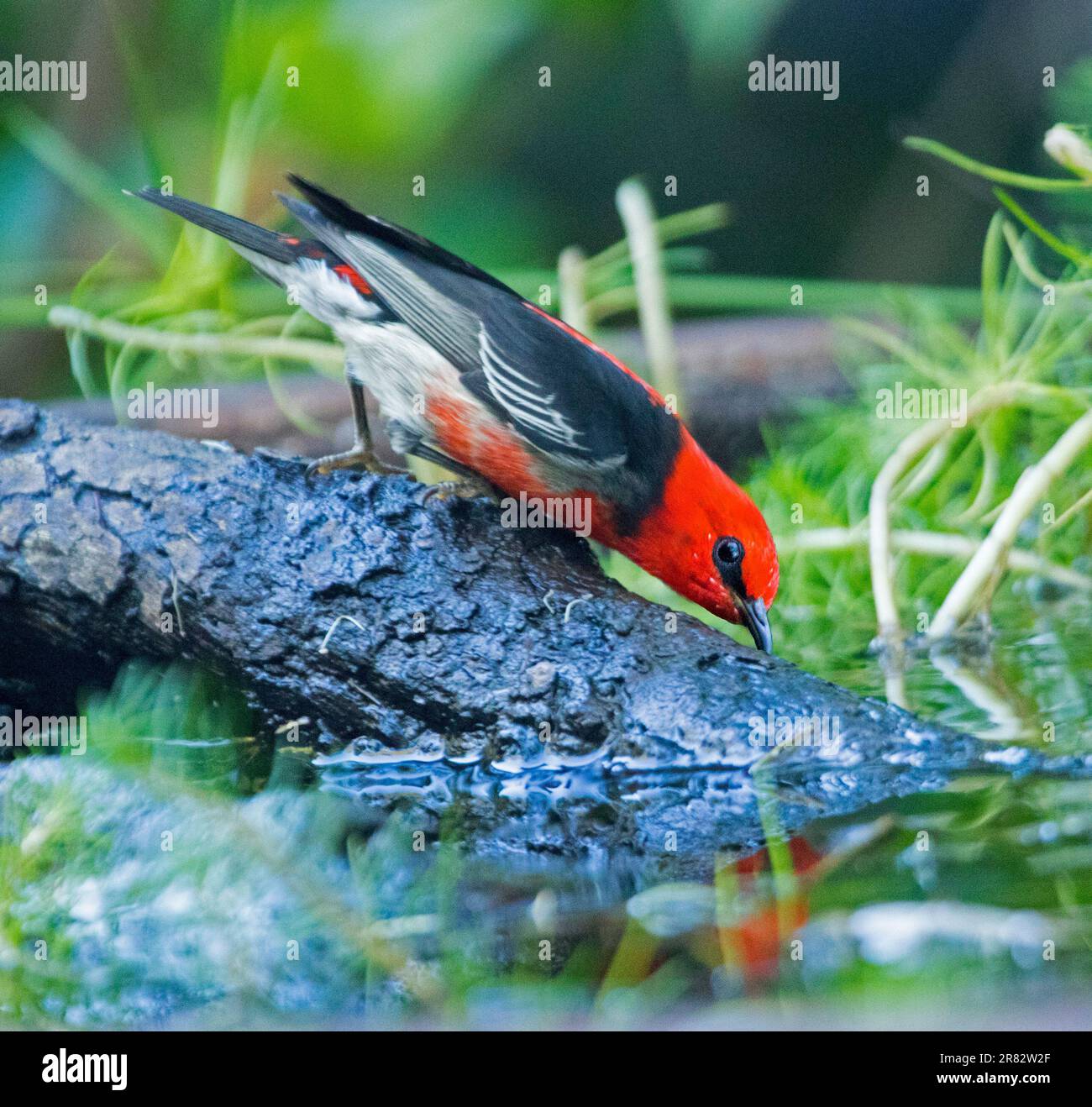 Männlicher australischer Scarlet Honeyeater, Myzomela sanguinolenta in einem Garten Vogelbad Stockfoto