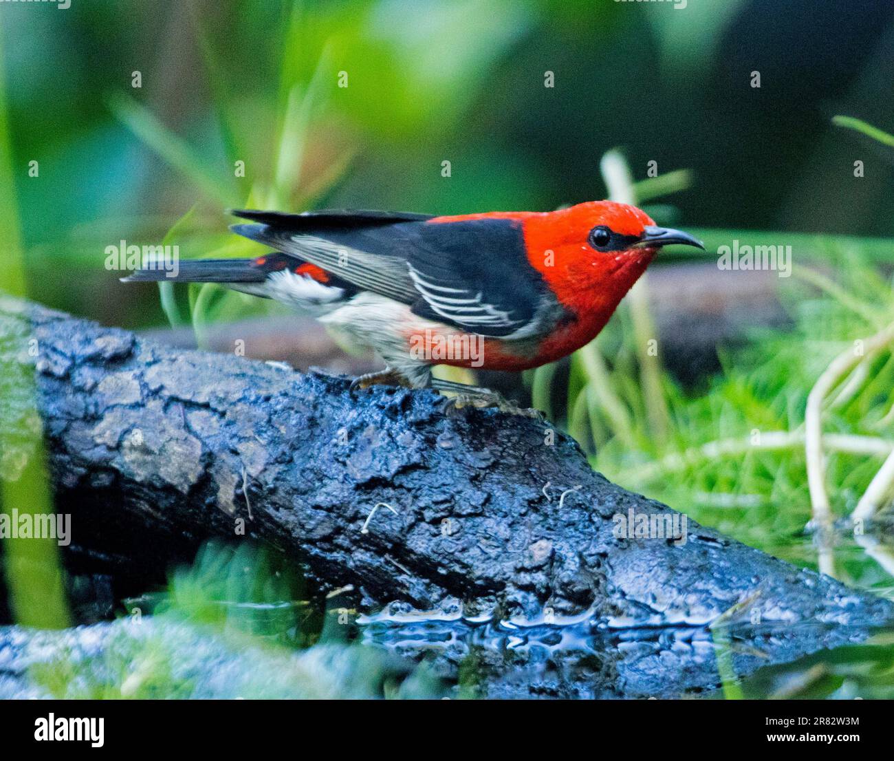 Männlicher australischer Scarlet Honeyeater, Myzomela sanguinolenta in einem Garten Vogelbad Stockfoto