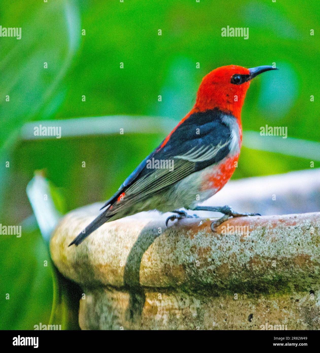 Männlicher australischer Scarlet Honeyeater, Myzomela sanguinolenta in einem Garten Vogelbad Stockfoto