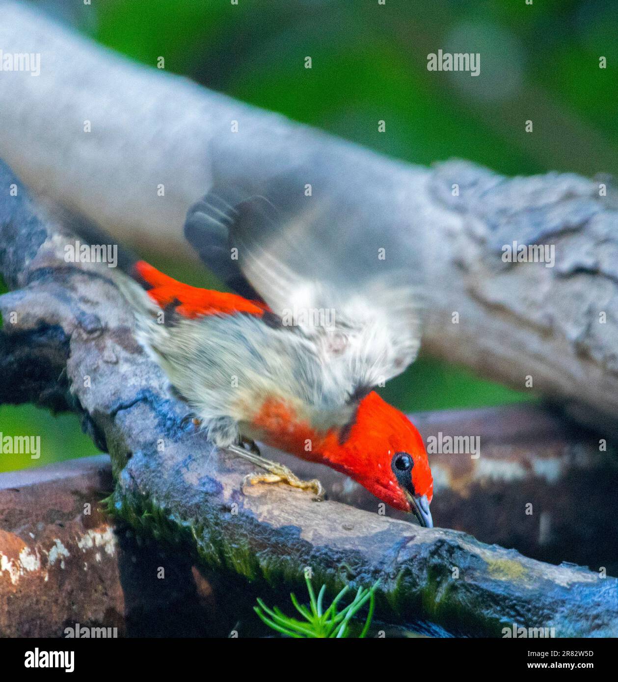 Männlicher australischer Scarlet Honeyeater, Myzomela sanguinolenta in einem Garten Vogelbad Stockfoto