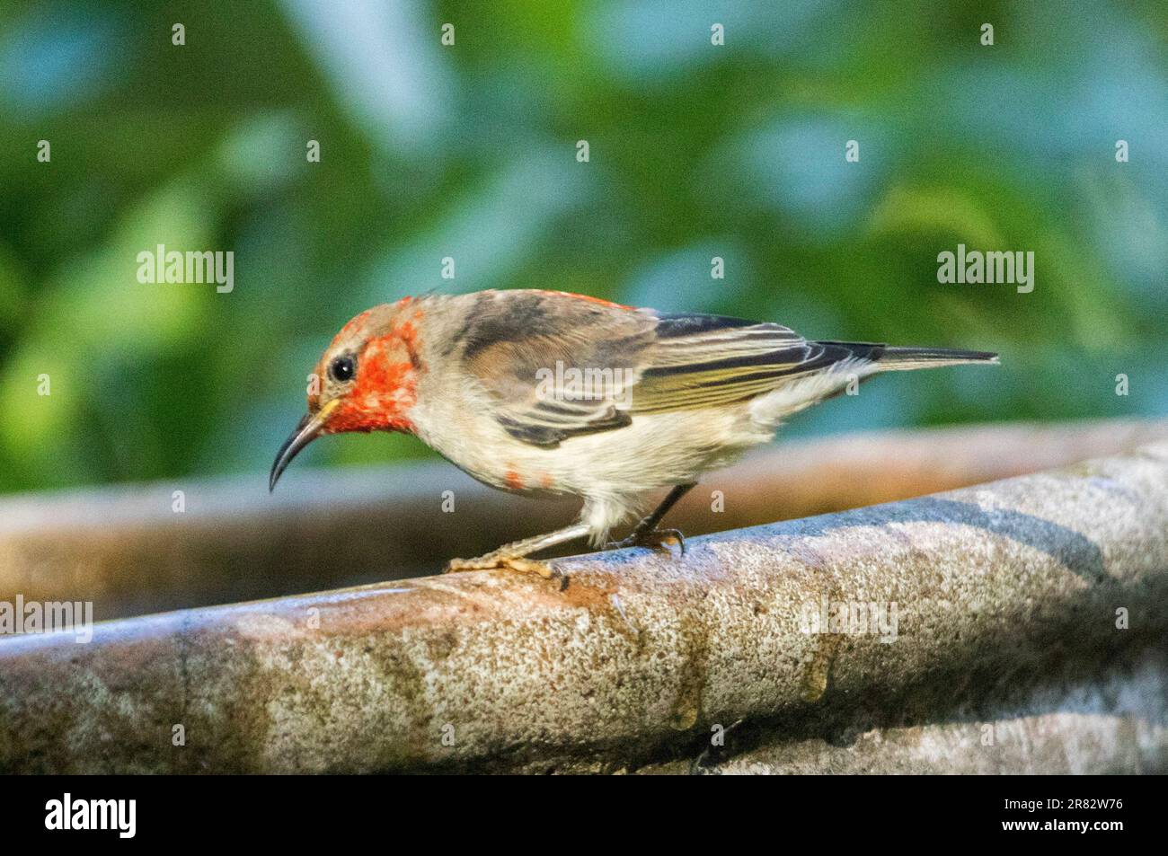 Männlicher australischer Scarlet Honeyeater, Myzomela sanguinolenta in einem Garten Vogelbad Stockfoto