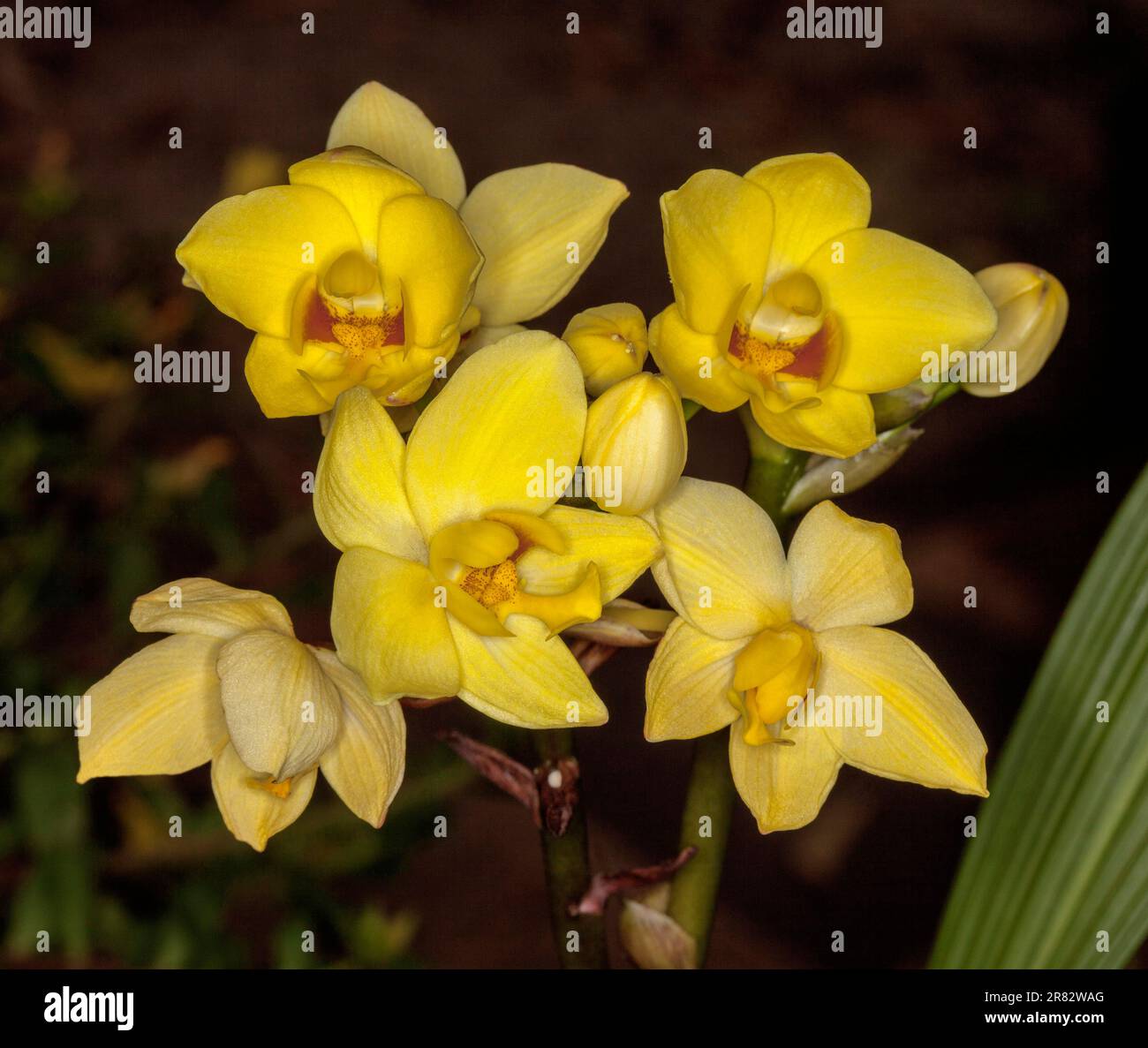 Cluster von schönen gelben Blumen der gemahlenen Orchidee, Spathoglottis-Sorte auf dunklem Hintergrund Stockfoto