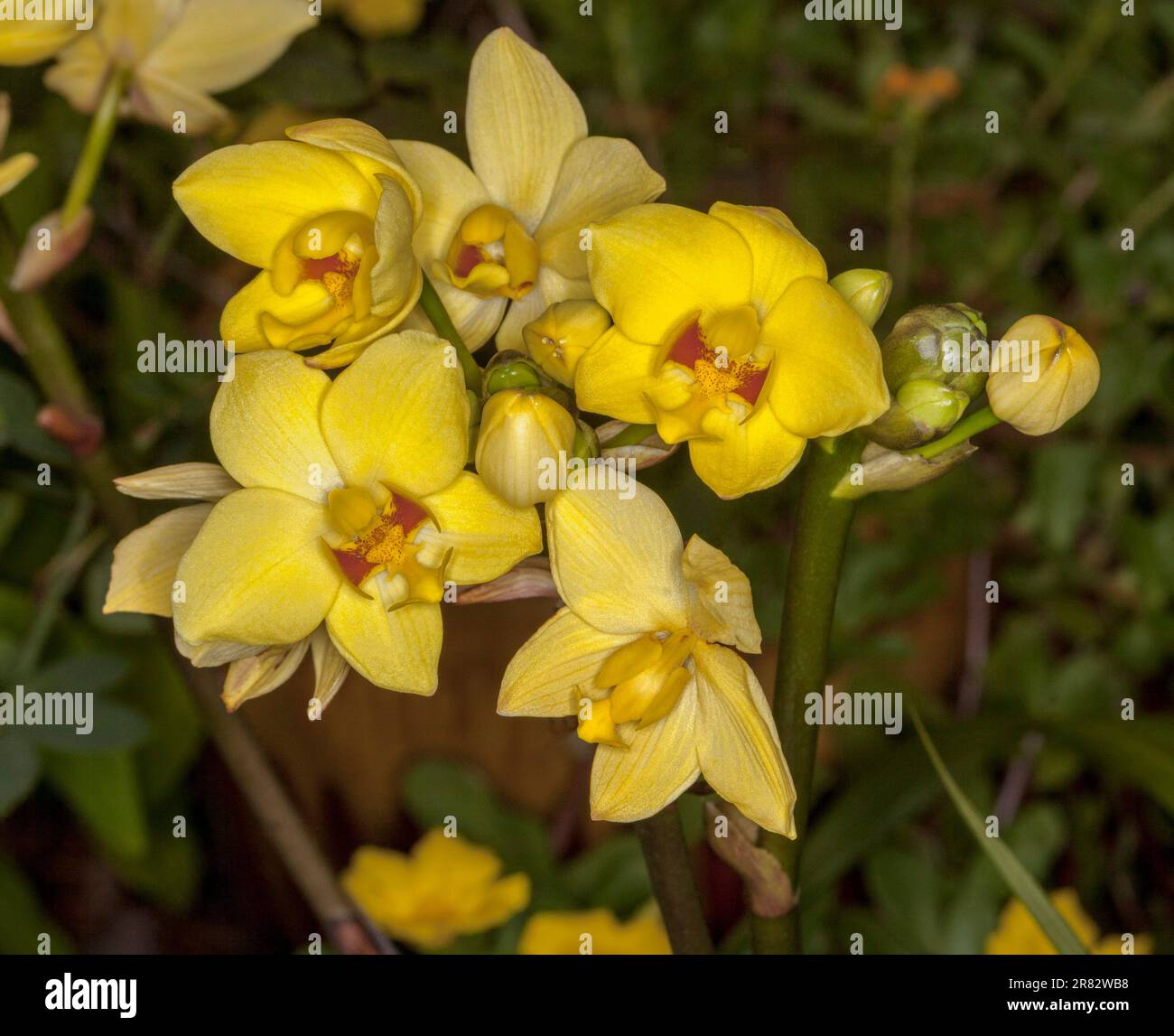 Cluster von schönen gelben Blumen der gemahlenen Orchidee, Spathoglottis-Sorte auf dunklem Hintergrund Stockfoto
