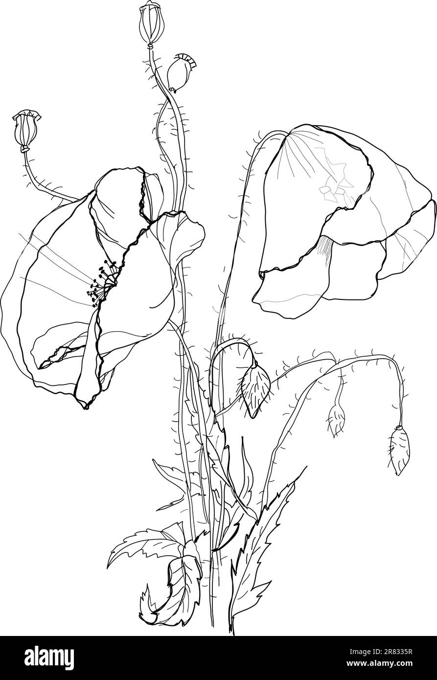 Mohnblume auf weißem Hintergrund Stock Vektor