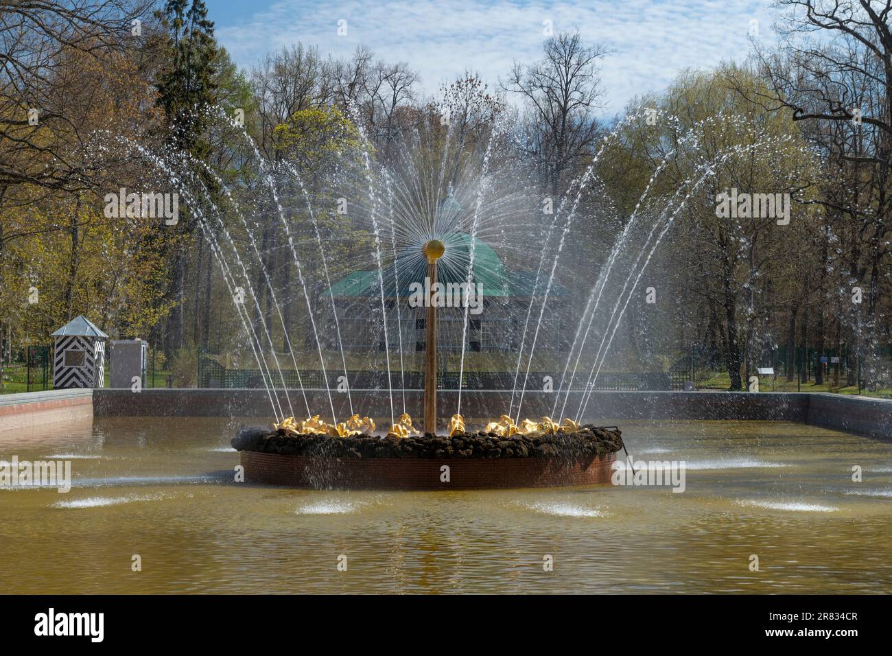 PETRODVORETS, RUSSLAND - 11. MAI 2023: Brunnen „Sonne“ im unteren Park an einem Maitag. Schloss und Parkanlage des Peterhof Stockfoto