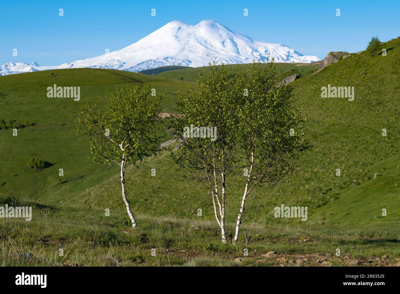Junge Birkenbäume in der alpinen Wiesenzone. Region Elbrus. Russland Stockfoto