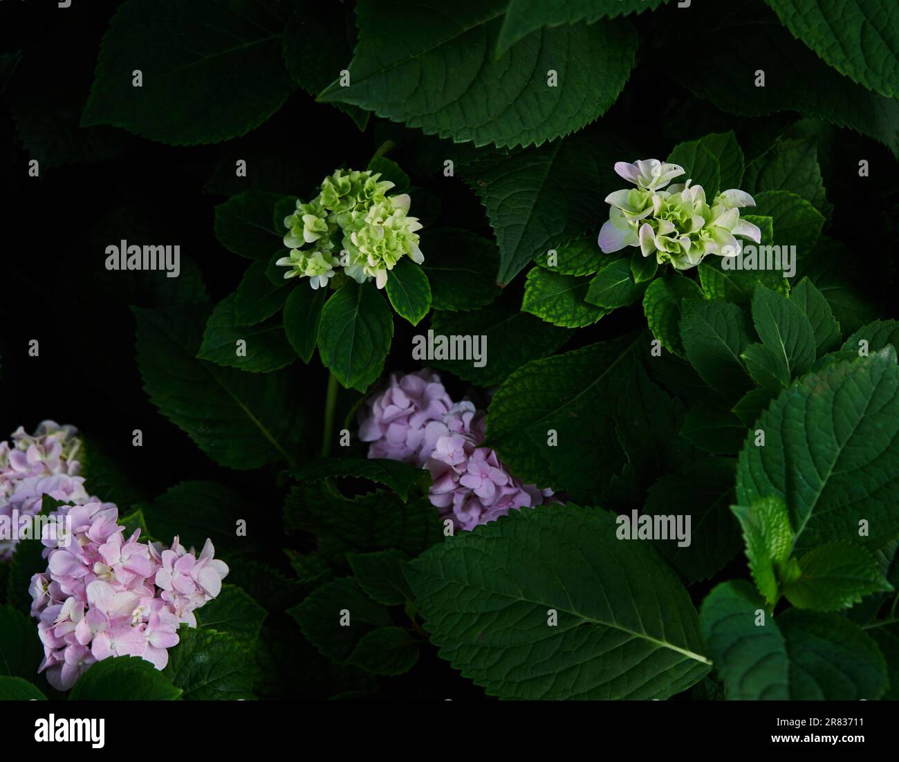 Die Hortensienblüten mit dunkelgrünen Blättern Stockfoto