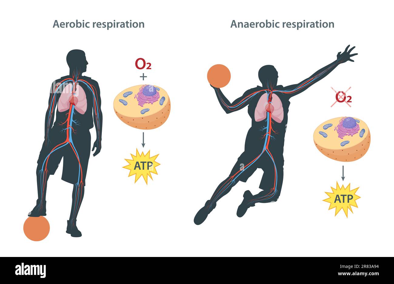 Unterschied zwischen aerober und anaerober Atmung Stockfoto